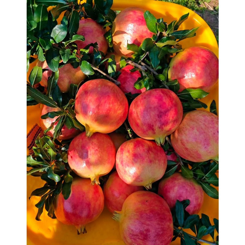 148Pcs Pomegranate Seeds build neat rounded ornamental silhouettes in private residential courtyard spaces
