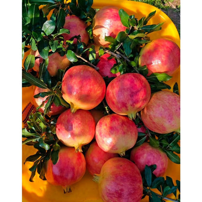 148Pcs Pomegranate Seeds build neat rounded ornamental silhouettes in private residential courtyard spaces