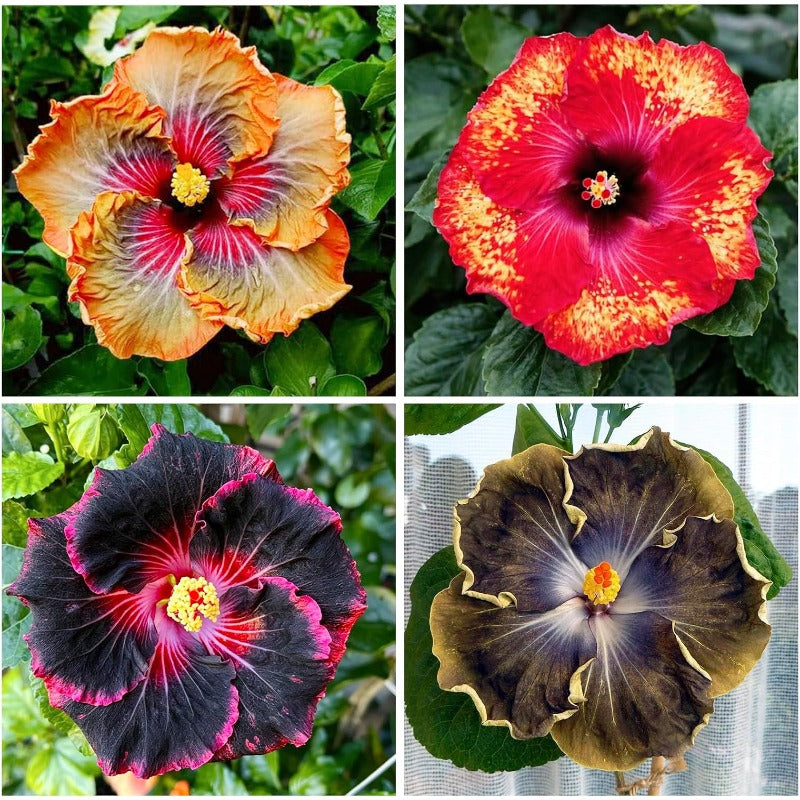 100Pcs Exotic Hibiscus Seeds for Planting - Perennial Flower for Home Garden
