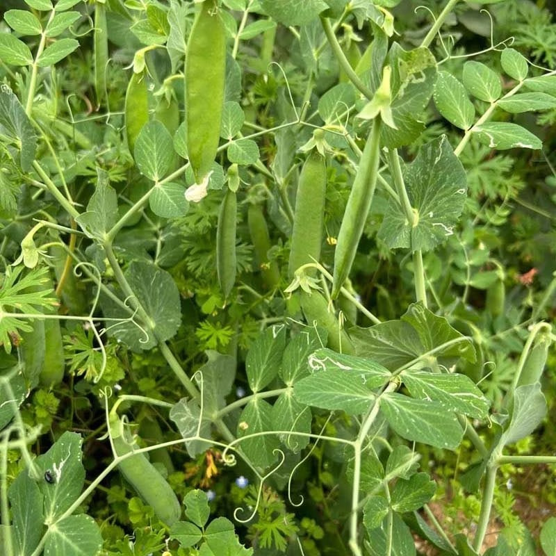 5pcs Fava Bean Seeds Perfect for home planting form compact upright bushy clumps for garden bed shaping and row arrangement