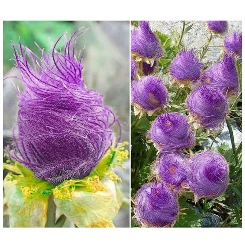 96Pcs Prairie Smoke Seeds Recommended for planting add soft fine layered texture to residential wildflower and rock garden landscapes