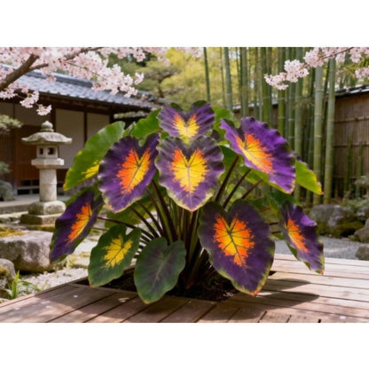 100pcs Elephant Ear seeds for Rich Green Display, Backyard Garden Design