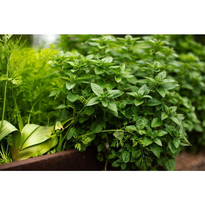900Pcs Easy to Cultivate Oregano Seeds match naturally with cottage garden and rustic yard design styles