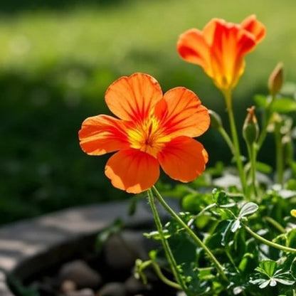 30pcs Nasturtium Seeds Friendly for new gardeners grow into full sprawling clumps with prolonged seasonal blooming features