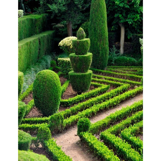 50Pcs High Germination Lush Foliage with Ligustrum Seeds for Garden Fence Decoration