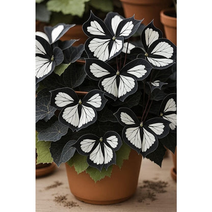 200pcs Butterfly Begonia Seeds – Elegant Shade Garden Perennial Foliage Plants