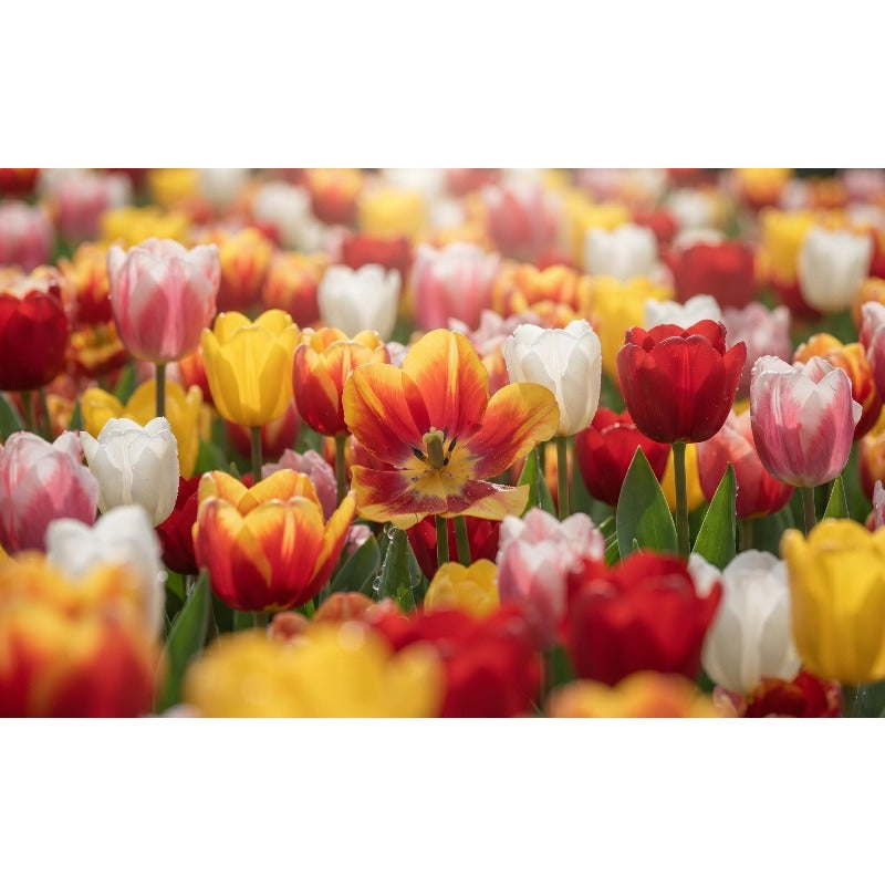 200pcs Tulip Seeds Cup Shaped Blooms Easy To Cultivate For Garden Beds
