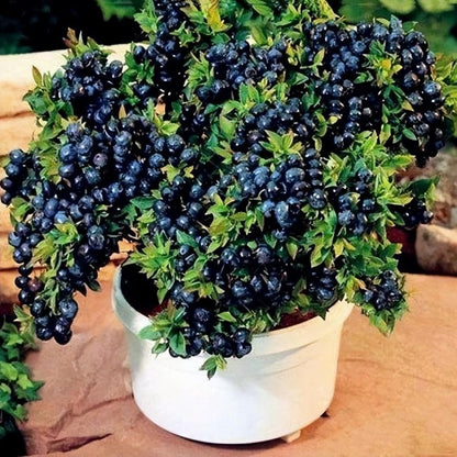 498Pcs Heirloom Blueberry Seeds Delicious, Nutrient-Dense Berries Friut| Perennial, Ideal for Pots or Raised Beds