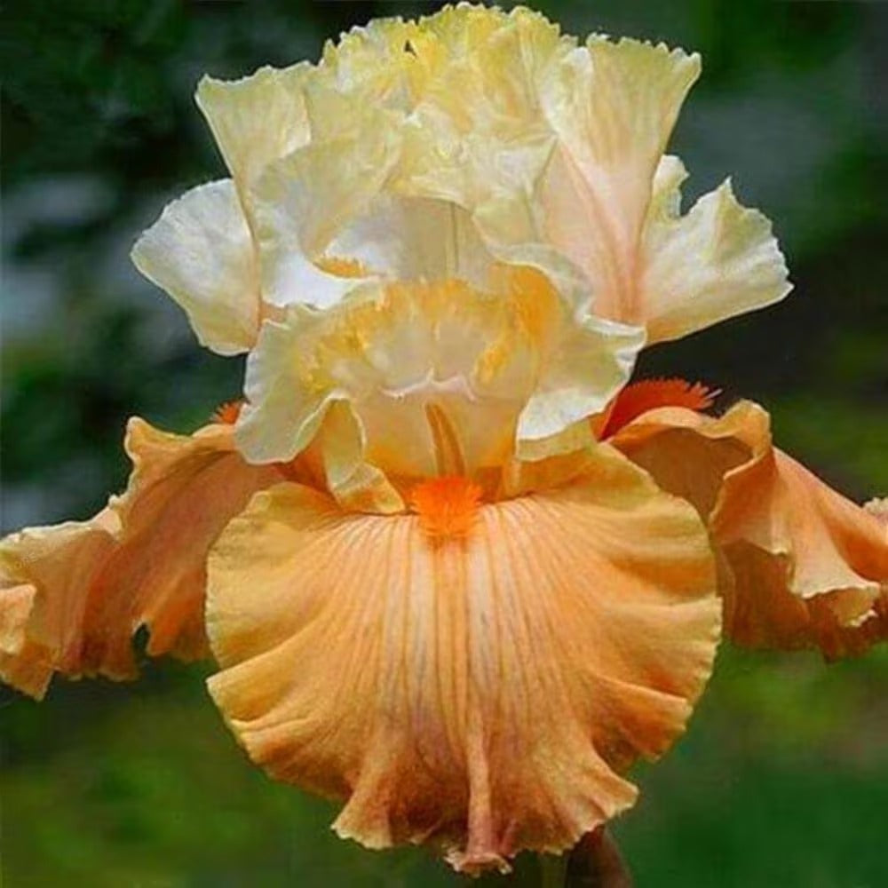 100pcs yellow Mixed Iris Flower Seeds, Heirloom Colorful Perennial Blooms