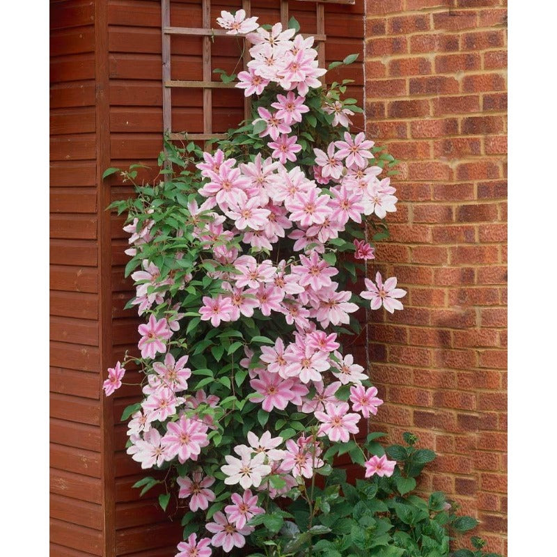100 Pcs Climbing Clematis Vine Seeds for Planting Purple Red Pink Mix Colors