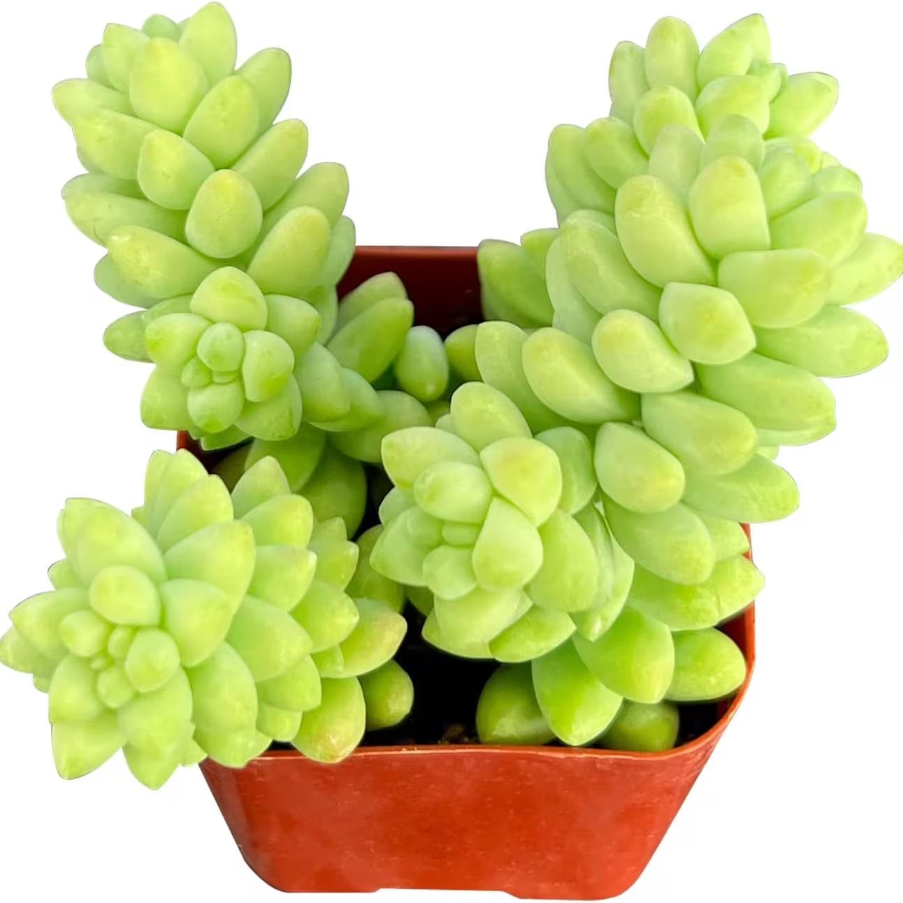 999pcs Mixed Mini Succulent Seeds Exotic Houseplant, Bonsai, Terrarium Plants