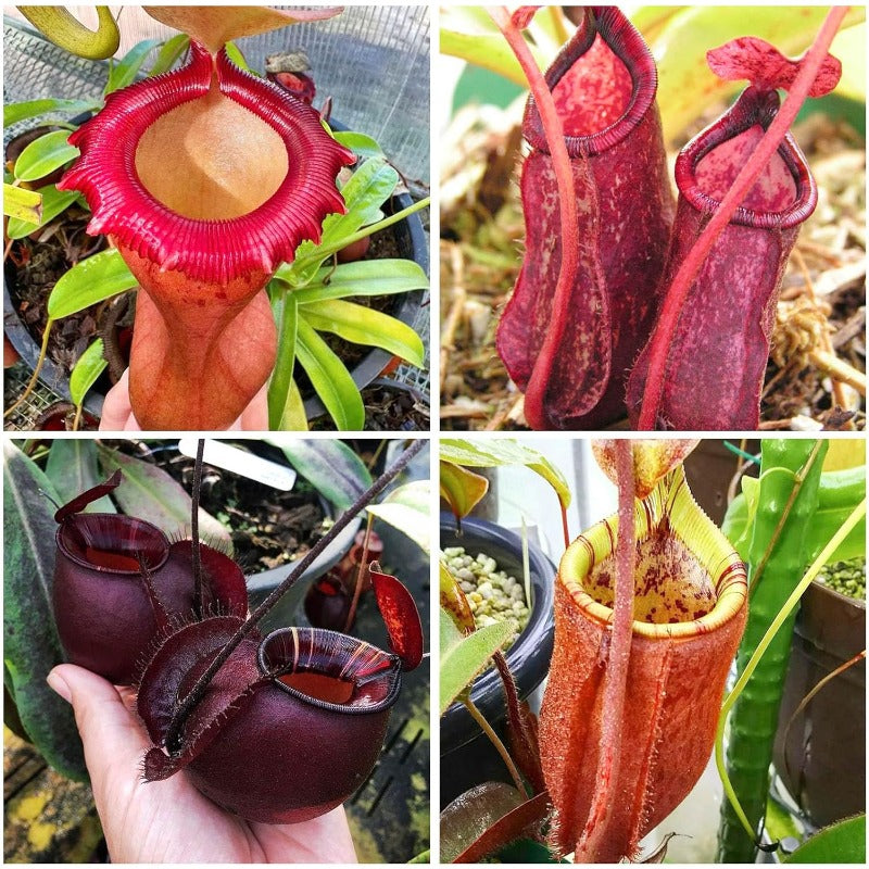 280Pcs Venus-Fly-Trap Seeds Easy To Grow Works Well In Specialized Growing Media For Carnivorous Plant Cultivation