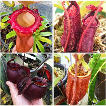 280Pcs Venus-Fly-Trap Seeds Easy To Grow Works Well In Specialized Growing Media For Carnivorous Plant Cultivation