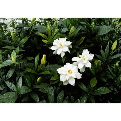 100 Gardenia Seeds – Fragrant Creamy White Flowers, Evergreen Shrub