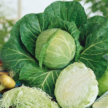 200pcs Cabbage Seeds Friendly for new gardeners grow into full rounded rosette form with steady seasonal growth renewal features
