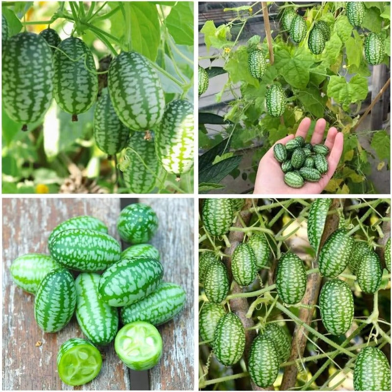 48Pcs Mini Thumb Watermelon Fruit Seeds for Home Garden Outdoor