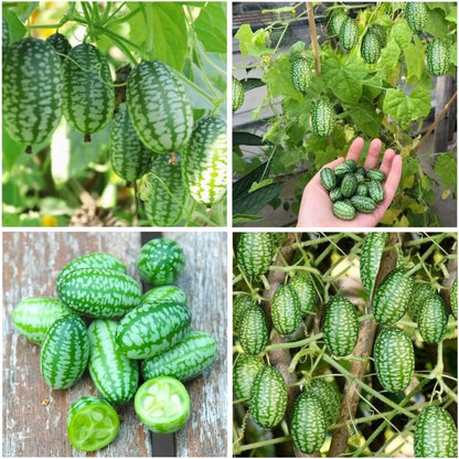 48Pcs Mini Thumb Watermelon Fruit Seeds for Home Garden Outdoor