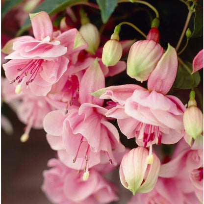 100pcs Rapid Development Ornamental Fuchsia seeds Blooms for Outdoor Planting