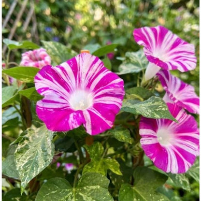 100pcs Pink Morning Glory Seeds Unique Magenta White Striped Climbing Vine Gift
