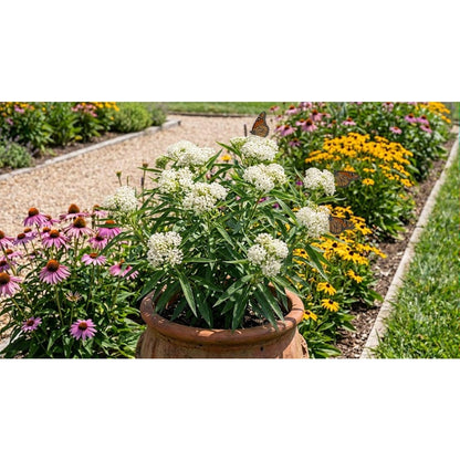 200pcs Milkweed Seeds for planting in residential garden beds and private open yard spaces