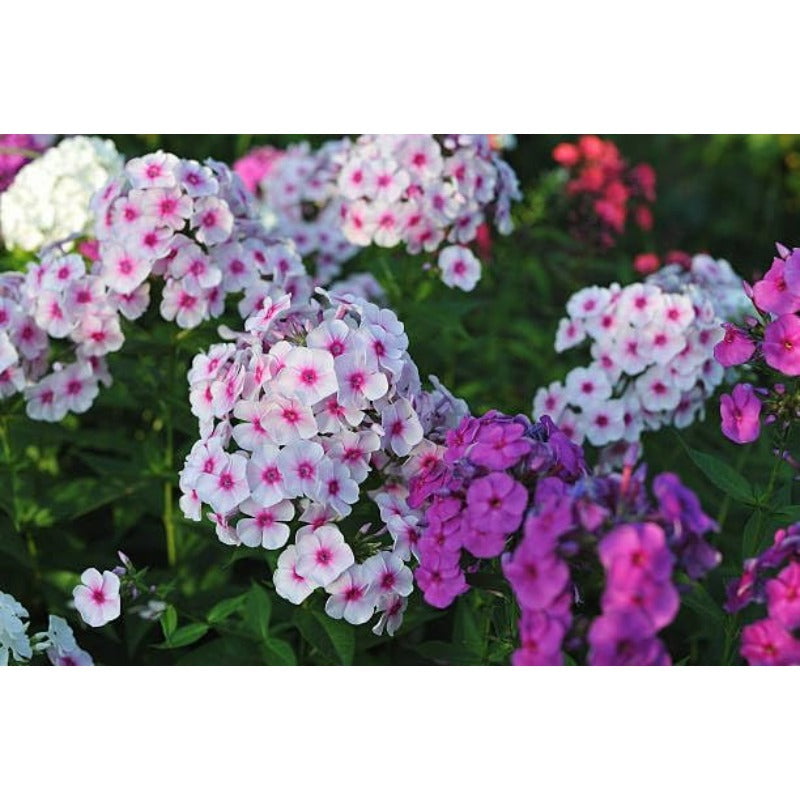 500pcs Creeping Phlox Seeds for planting in residential rock garden areas and private slope courtyard spaces