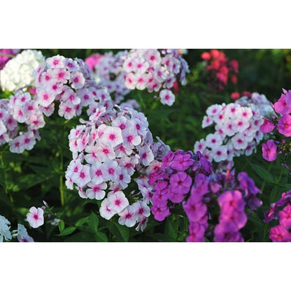 500pcs Creeping Phlox Seeds for planting in residential rock garden areas and private slope courtyard spaces