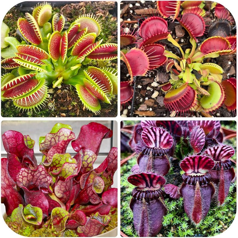 280Pcs Venus-Fly-Trap Seeds Easy To Grow Works Well In Specialized Growing Media For Carnivorous Plant Cultivation