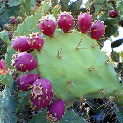 100pcs Suitable for beginner planting Cactus Seeds flourish in ordinary well-drained potting soil suited for container ornamental cultivation