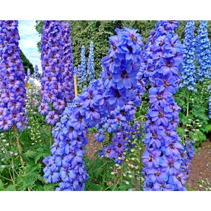 Blue Larkspur Delphinium Flower Seeds Tall Variety 200 seeds Non-GMO Seeds for Growing