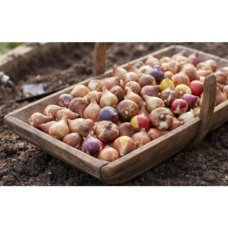 200pcs Tulip Seeds Cup Shaped Blooms Easy To Cultivate For Garden Beds