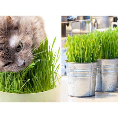 100 Pcs Cat Grass Seeds Simply the Best for your Cat