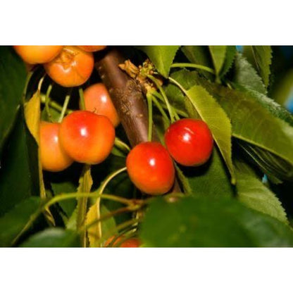 30pcs Low Water Requirements Cherry Tree  seeds For Gardeners planting
