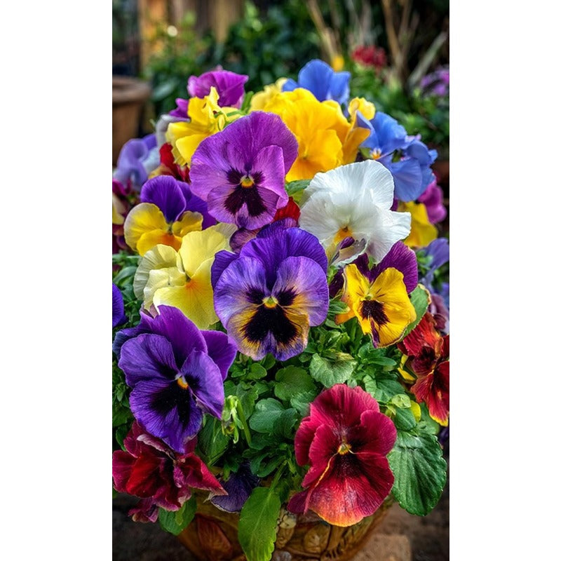 110pcs Giants Pansy Seeds, Mixed Color Blooms, Perennial Garden Mix