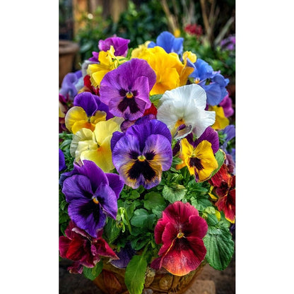 110pcs Giants Pansy Seeds, Mixed Color Blooms, Perennial Garden Mix