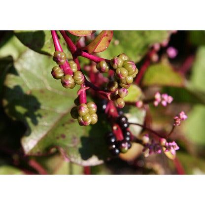 100pcs Red Malabar Spinach seeds easy to planting  Climbing Spinach