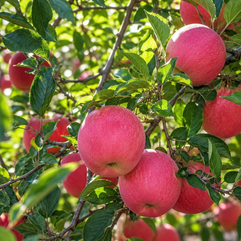 50pcs With Apple Tree Seeds, Quick Growing Ornamental Fruit Trees for Outdoor Yard
