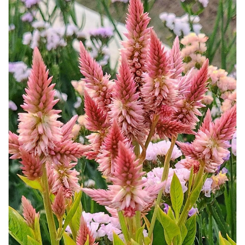 198Pcs Celosia Seeds Perfect for beginner planting to add unique vertical charm and layered depth to mixed garden scenery