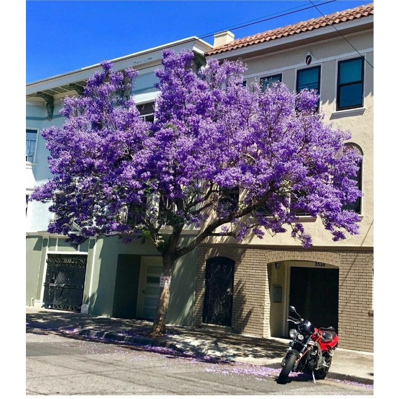 50pcs With Jacaranda Tree Seeds, Quick Growing Subtropical Tree for Outdoor Yard
