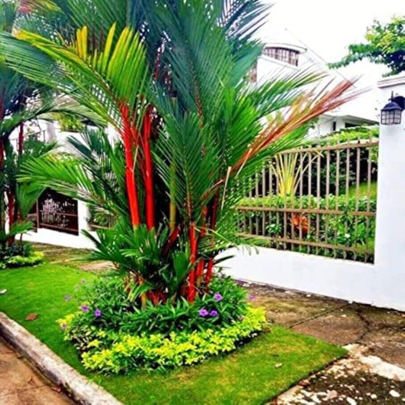 10Pcs Simple To Grow And Highly Tolerant Of Wind And Humidity Palm Tree Seeds Thrive In Diverse Outdoor Climates