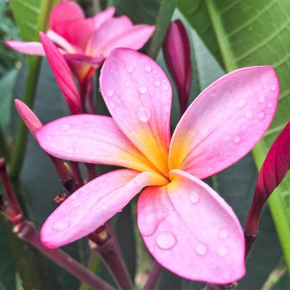 100pcs Pink Plumeria Suitable for beginner planting Plumeria Seeds suited for yard and courtyard tropical cultivation
