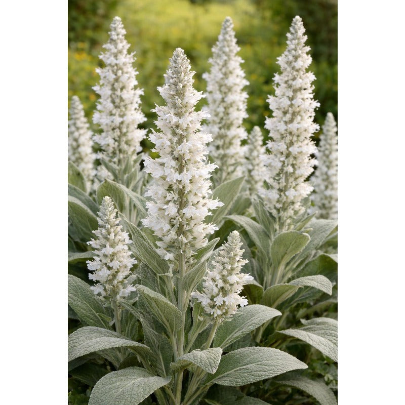 200pcs Suitable for beginner planting Blue Sage Seeds flourish in loose well drained soil suited for home garden cultivation