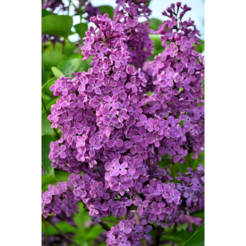 49Pcs Lilac Seeds Easy To Grow Great For Filling Gaps Between Mature Trees And Plants