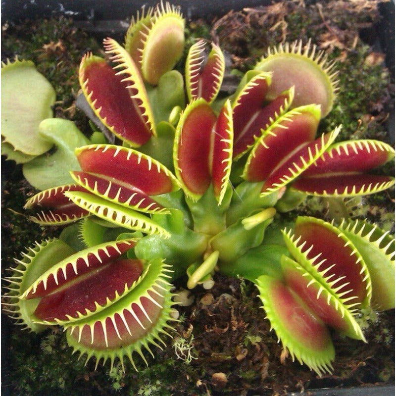 300pcs Venus-Fly-Trap Seeds Easy To Grow Suitable For Both Indoor Decor And Educational Growing Purposes