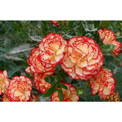 200 Carnation Seeds Dianthus Flowers Seed Flower Perennial