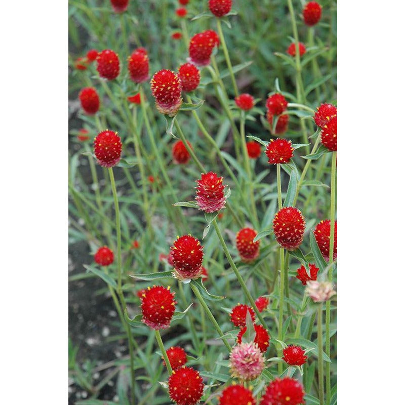 100pcs Gomphrena Seeds Effortless Cultivation fit small and medium garden decorative layout demands