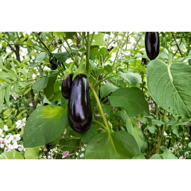 200pcs Black Beauty Eggplant Seeds: Heirloom Organic High Yield Vegetable Garden Planting