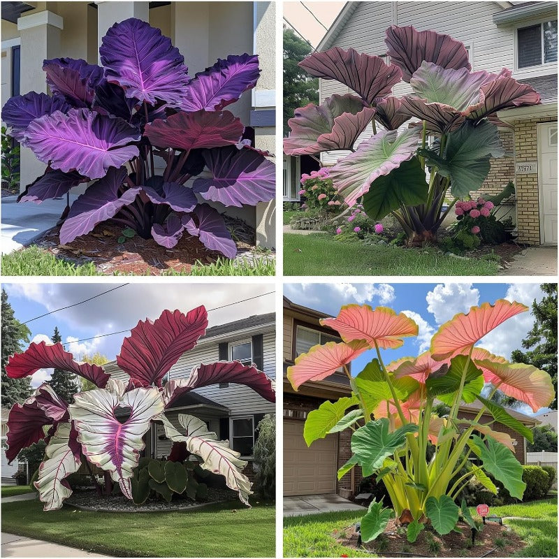 99Pcs Mix Elephant Ear Seeds great for low effort long term landscape planting and garden foliage greening