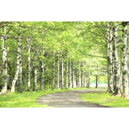 96Pcs Birch Tree Seeds Convenient to Grow mature naturally into balanced graceful tree shape with steady branch spreading tendency