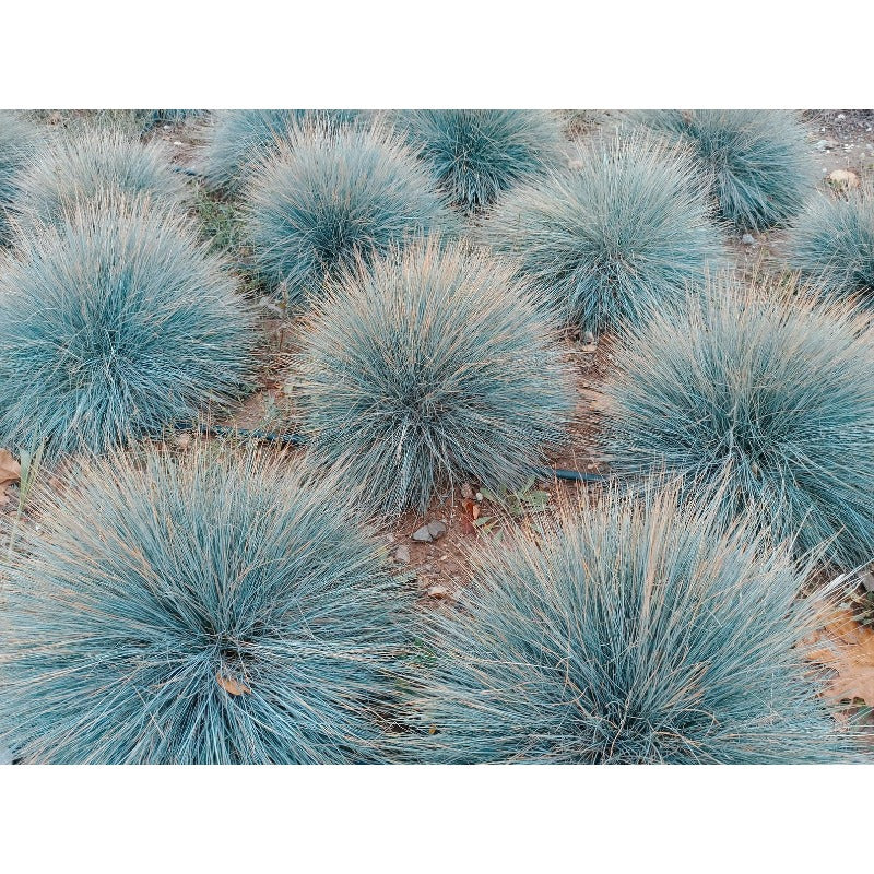 500Pcs Beginner Friendly Fescue Seeds fill sparse bare ground spots in newly arranged yard and garden layouts