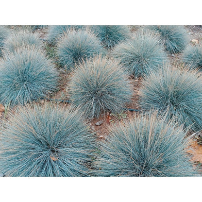 500Pcs Beginner Friendly Fescue Seeds fill sparse bare ground spots in newly arranged yard and garden layouts